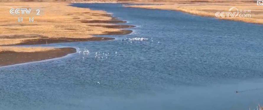 我国湿地修复显成效 鸟类栖息环境显著改善