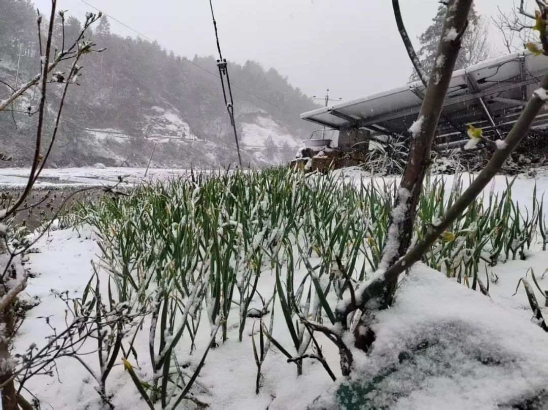安徽多地下雪了! 安徽多地下雪了!