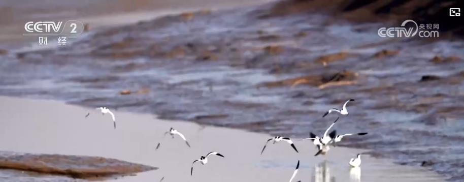 我国湿地修复显成效 鸟类栖息环境显著改善