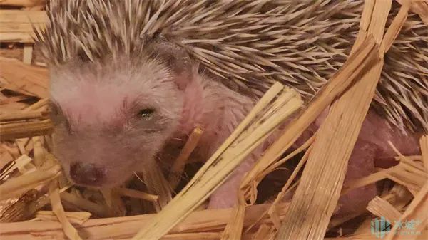 北方森林动物园添新丁！非洲刺猬萌翻登场