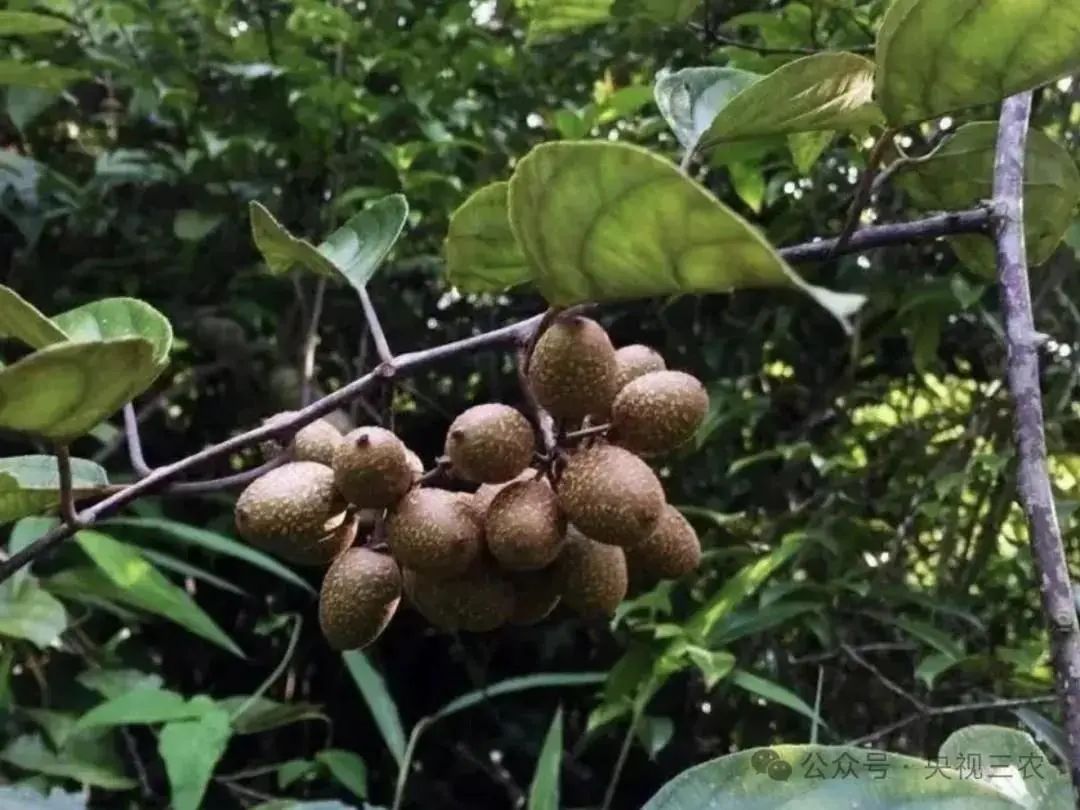 这些水果界的“大忽悠”，你买过吗？