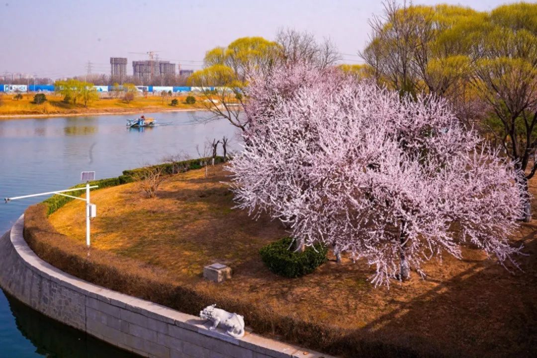 12条赏花线路来了!去北京通州赏花打卡正当时 12条赏花线路来了!去北京通州赏花打卡正当时