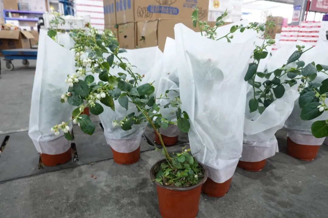 春天一到，“种菜DNA”又动了……