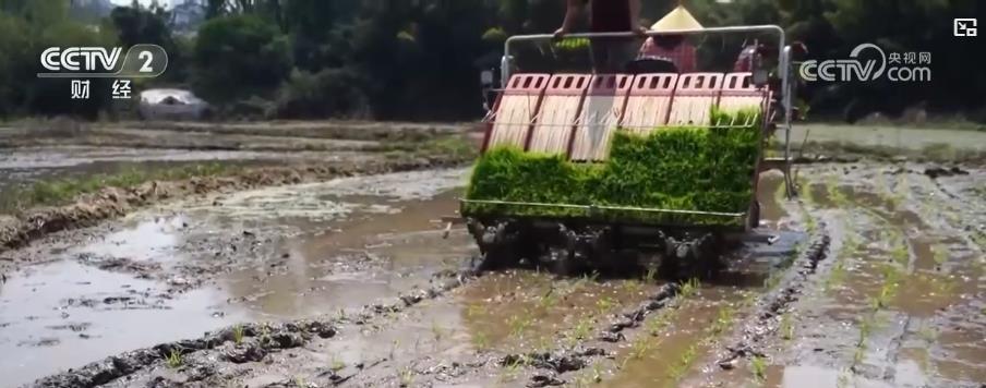 春耕新景象：万亩早稻开启插秧作业 机械化助力春耕