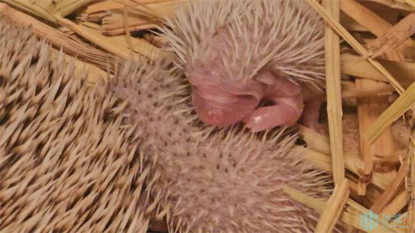北方森林动物园添新丁！非洲刺猬萌翻登场