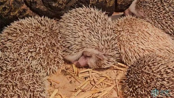 北方森林动物园添新丁！非洲刺猬萌翻登场