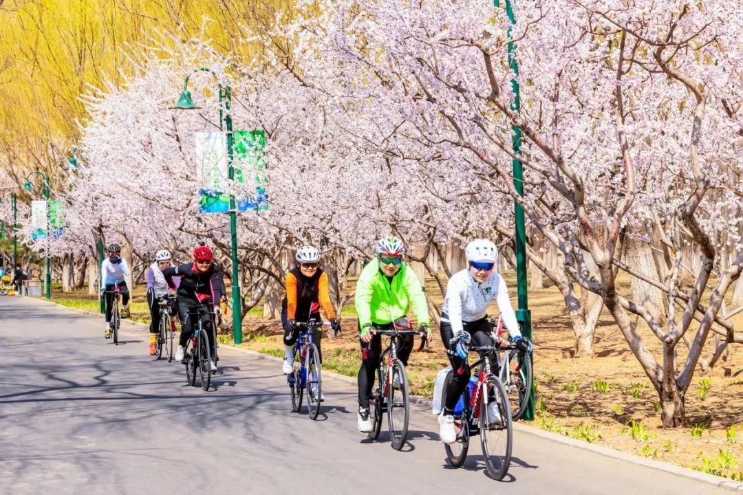 12条赏花线路来了!去北京通州赏花打卡正当时 12条赏花线路来了!去北京通州赏花打卡正当时