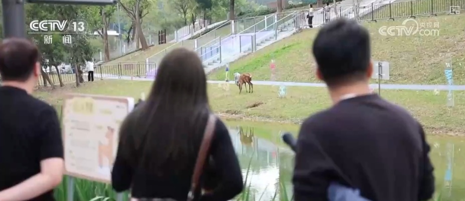 天鹅、梅花鹿、绿植……“公园+商业”凭实力圈粉 释放消费“新”潜力