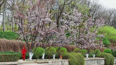 北京紫叶李盛开 春天氛围感绝了