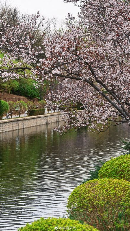 北京紫叶李盛开 春天氛围感绝了