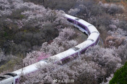 收藏！开往春天的列车最新画面