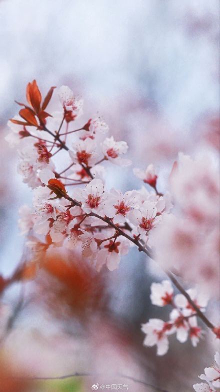 北京紫叶李盛开 春天氛围感绝了