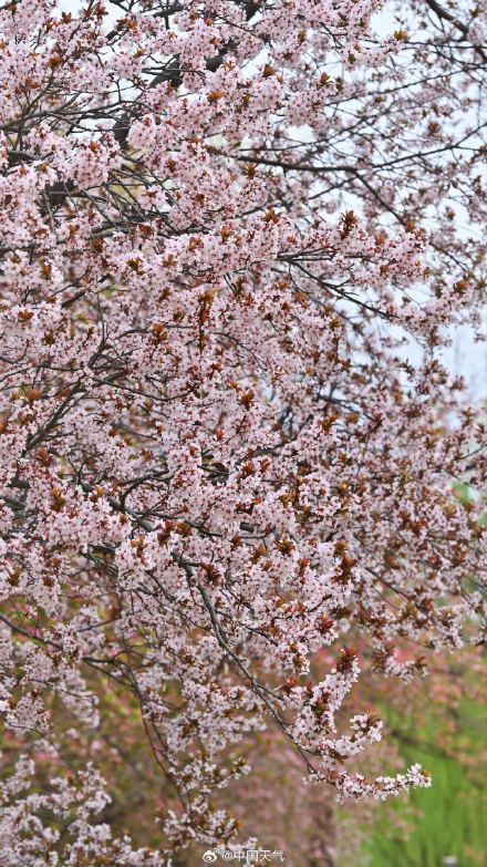 北京紫叶李盛开 春天氛围感绝了