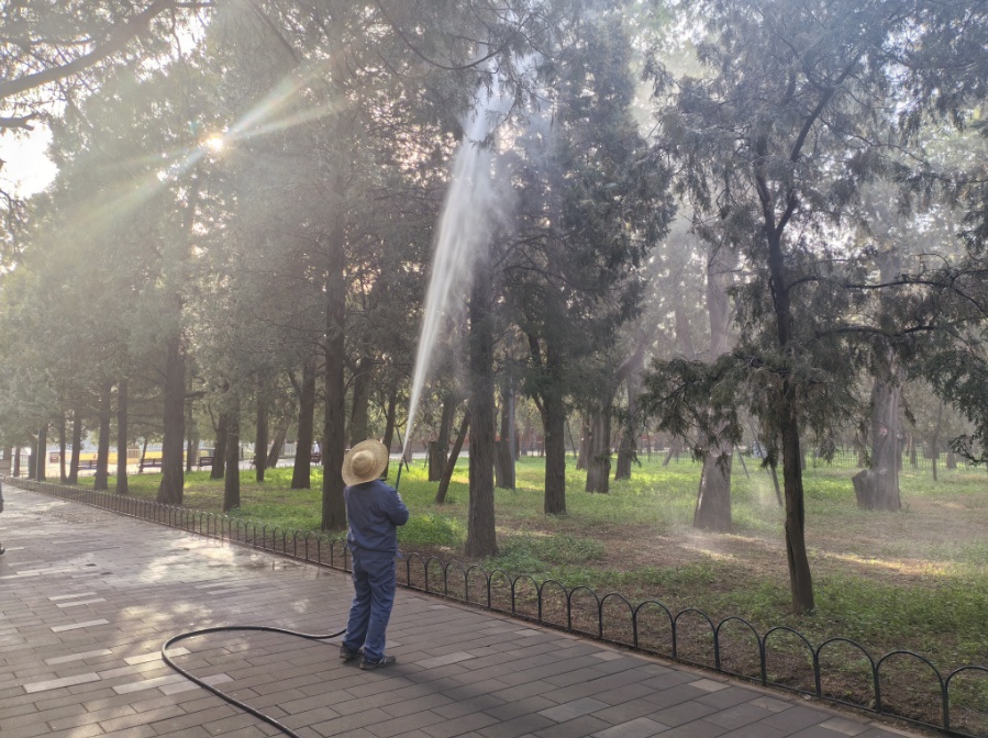 “为什么不能把北京的圆柏全砍了?” “为什么不能把北京的圆柏全砍了?”