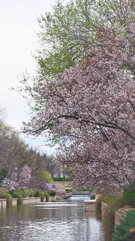 北京紫叶李盛开 春天氛围感绝了