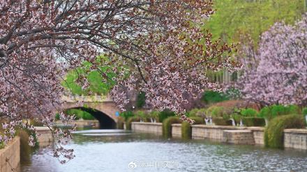 北京紫叶李盛开 春天氛围感绝了