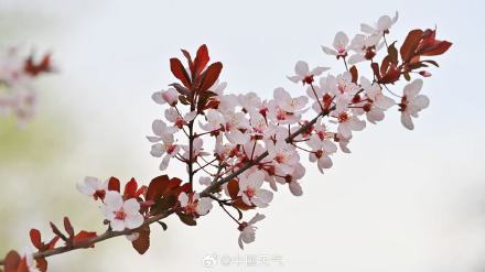 北京紫叶李盛开 春天氛围感绝了