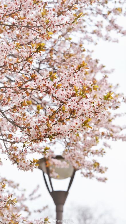 北京紫叶李盛开 春天氛围感绝了