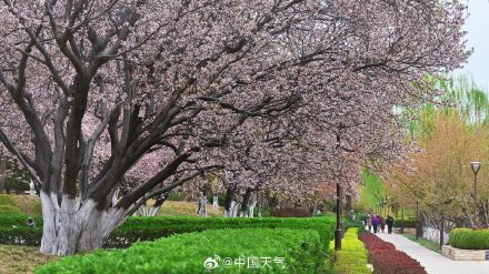 北京紫叶李盛开 春天氛围感绝了