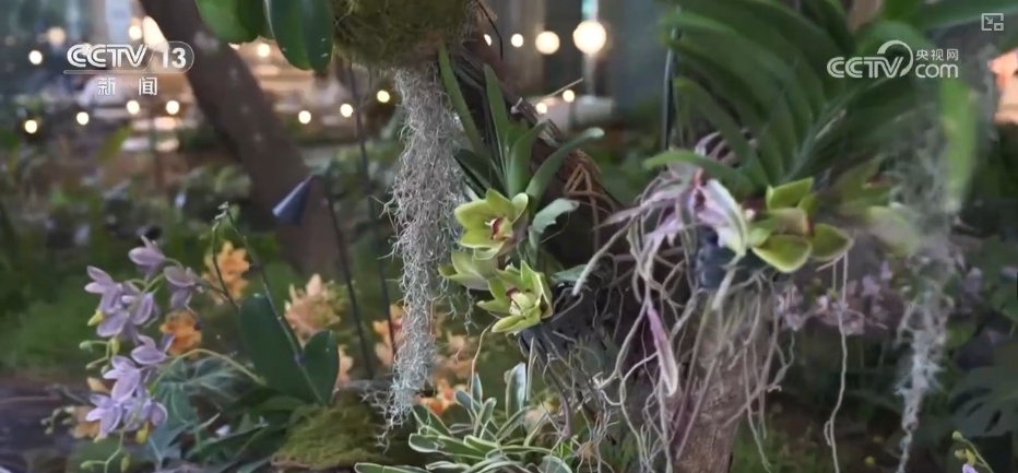 天鹅、梅花鹿、绿植……“公园+商业”凭实力圈粉 释放消费“新”潜力