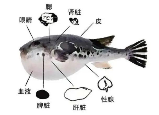 吃这些食物千万要当心,其中一种正当季→ 吃这些食物千万要当心,其中一种正当季→