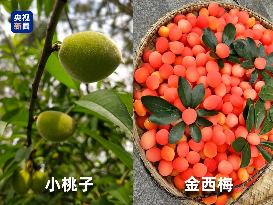 这些网红果蔬，全是“智商税”！很多人买过