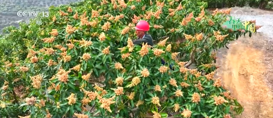 万象“耕”新绘“丰”景 各地多彩春耕画面拼就“三农”丰收盛景图