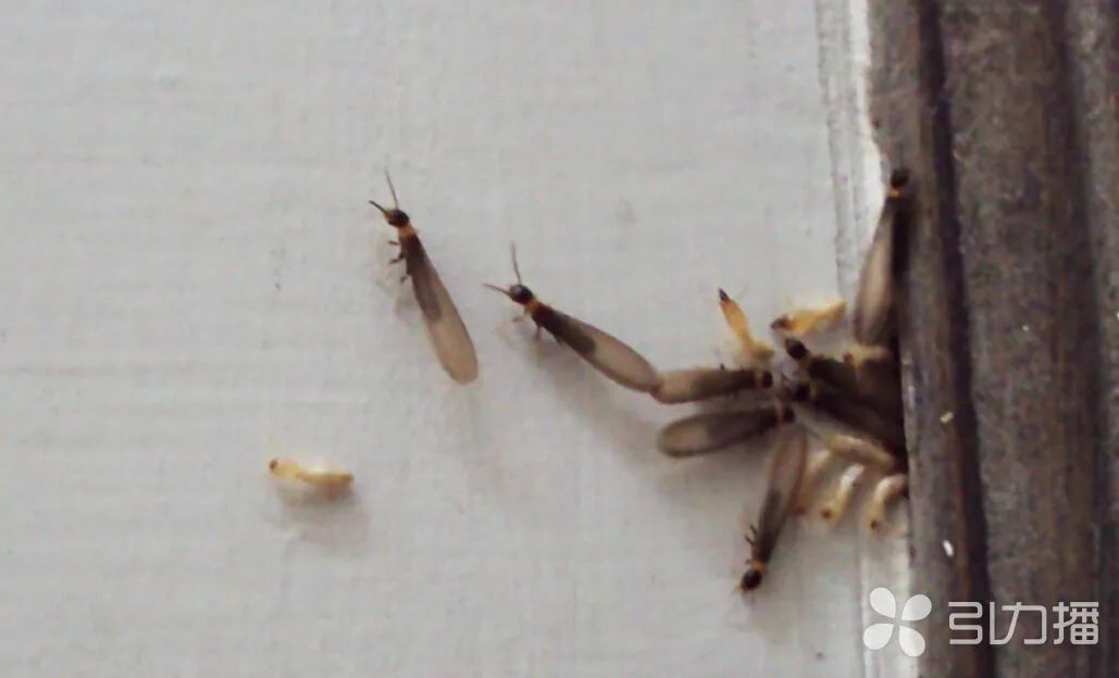 关门关窗!多地已出现! 关门关窗!多地已出现!