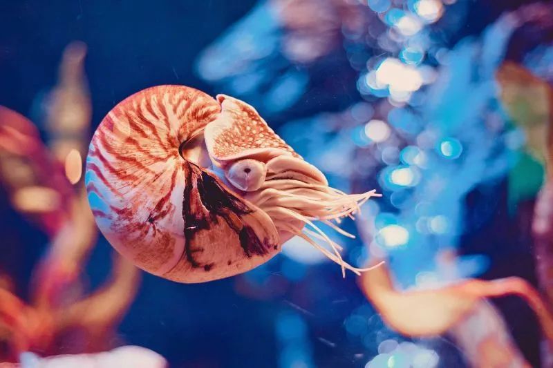 女子网购“漂亮东西”,警察找上门! 女子网购“漂亮东西”,警察找上门!