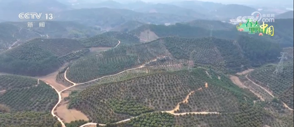 万象“耕”新绘“丰”景 各地多彩春耕画面拼就“三农”丰收盛景图