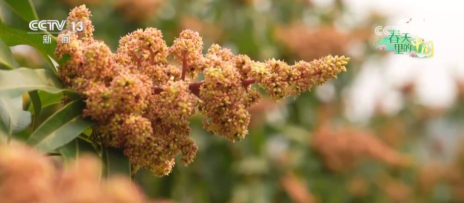 万象“耕”新绘“丰”景 各地多彩春耕画面拼就“三农”丰收盛景图