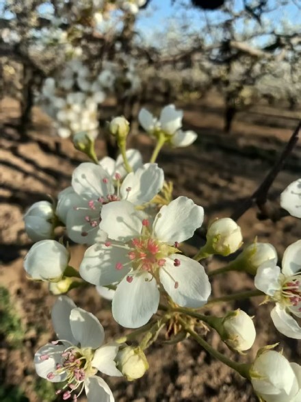 花开千树雪，香沁一春风