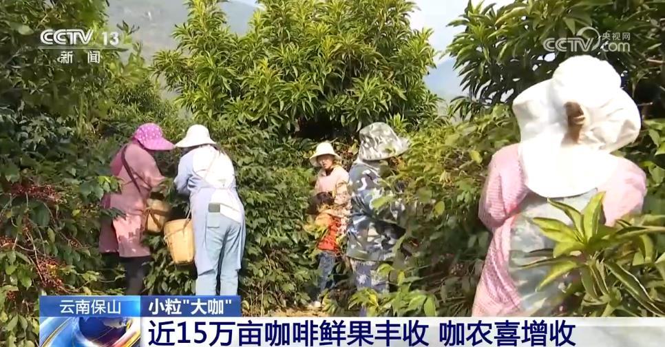 从“廉价原料”到“精品金豆”，云南小粒咖啡“咖位”有多大？一文了解