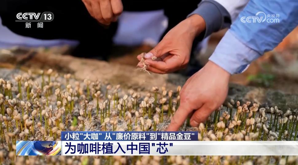从“廉价原料”到“精品金豆”，云南小粒咖啡“咖位”有多大？一文了解