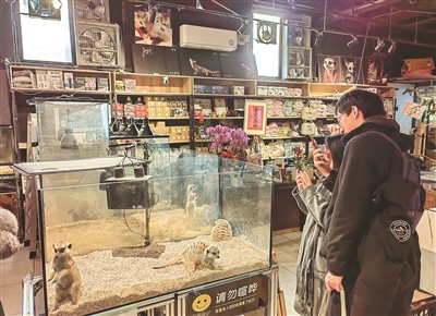 饲养“异宠”正流行 背后风险有哪些? 饲养“异宠”正流行 背后风险有哪些?