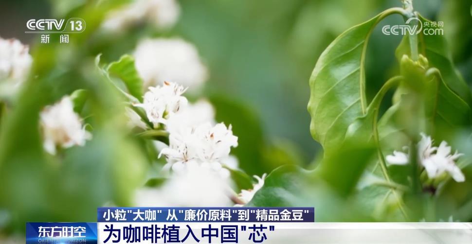 从“廉价原料”到“精品金豆”，云南小粒咖啡“咖位”有多大？一文了解