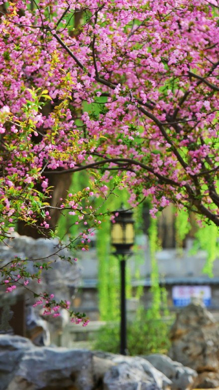 春天的你，喜欢打卡公园吗？