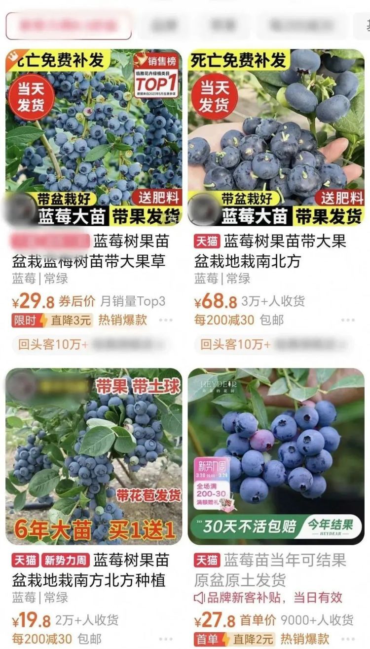 从上百元一斤到9.9元一盒，蓝莓大降价