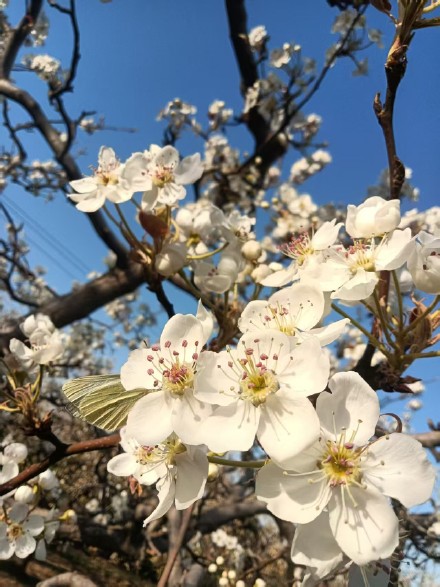 花开千树雪，香沁一春风