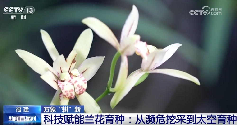 万象“耕”新尽显“科技范儿” 小兰花让“美丽经济”绘就乡村振兴新画卷