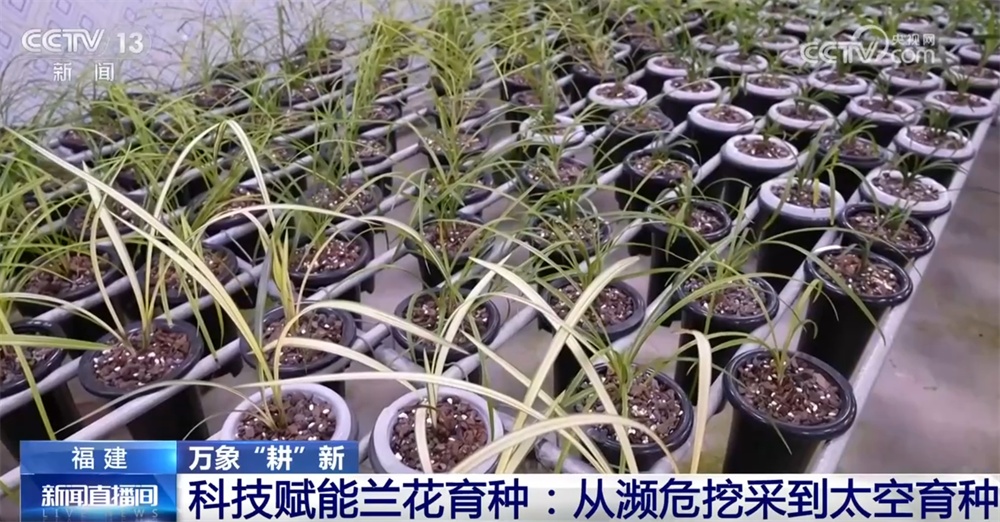 万象“耕”新尽显“科技范儿” 小兰花让“美丽经济”绘就乡村振兴新画卷