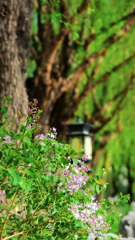 春天的你，喜欢打卡公园吗？