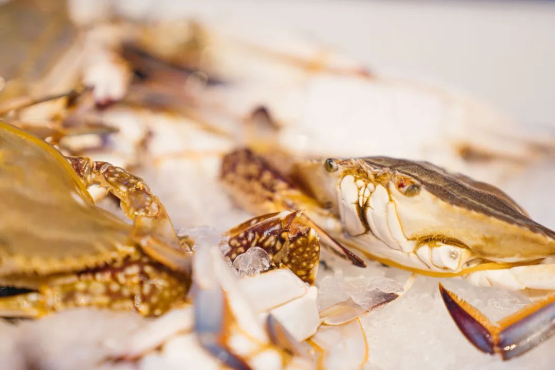 4月1日起，温州人爱吃的这种海鲜禁售！