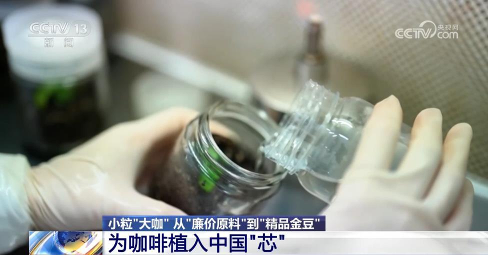 从“廉价原料”到“精品金豆”，云南小粒咖啡“咖位”有多大？一文了解