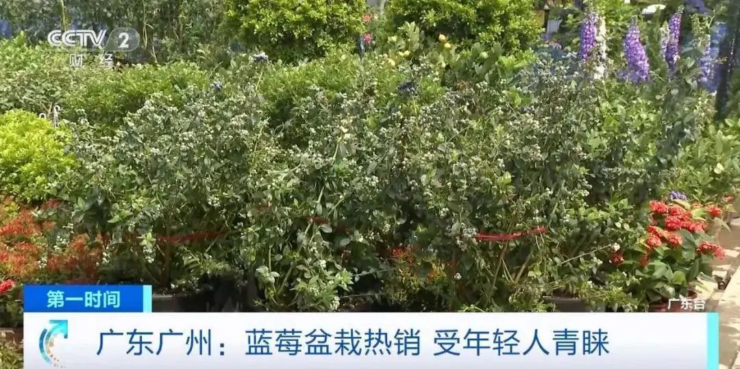 “网红水果”大降价!业内人士:还能降 “网红水果”大降价!业内人士:还能降