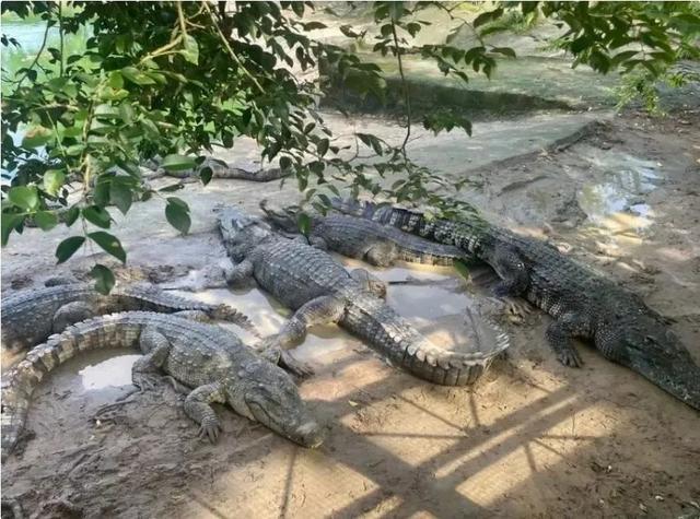 100吨活鳄鱼被拍卖！法院：需“上门自提”