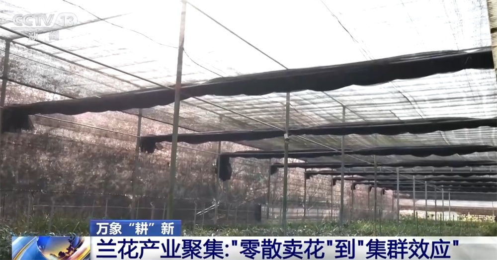 万象“耕”新尽显“科技范儿” 小兰花让“美丽经济”绘就乡村振兴新画卷