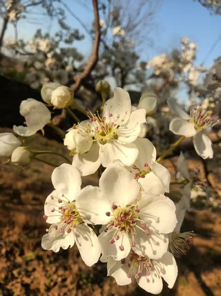 花开千树雪，香沁一春风
