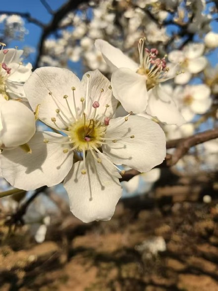 花开千树雪，香沁一春风