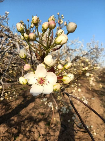 花开千树雪，香沁一春风